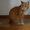 家でくつろぐ猫