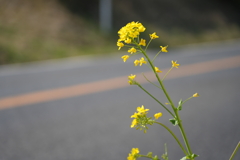 道端の菜の花