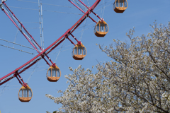葛西臨海公園の桜