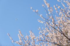 梅の木と飛行機
