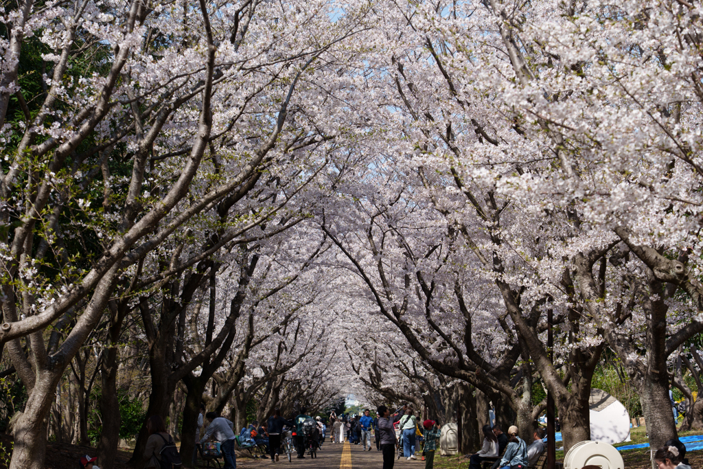 葛西臨海公園の桜