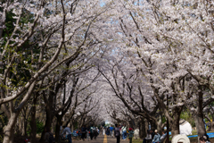 葛西臨海公園の桜