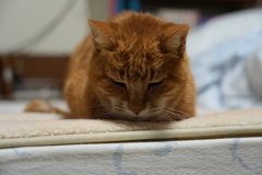 ベッドの上の猫
