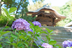 6月の円覚寺