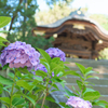 6月の円覚寺