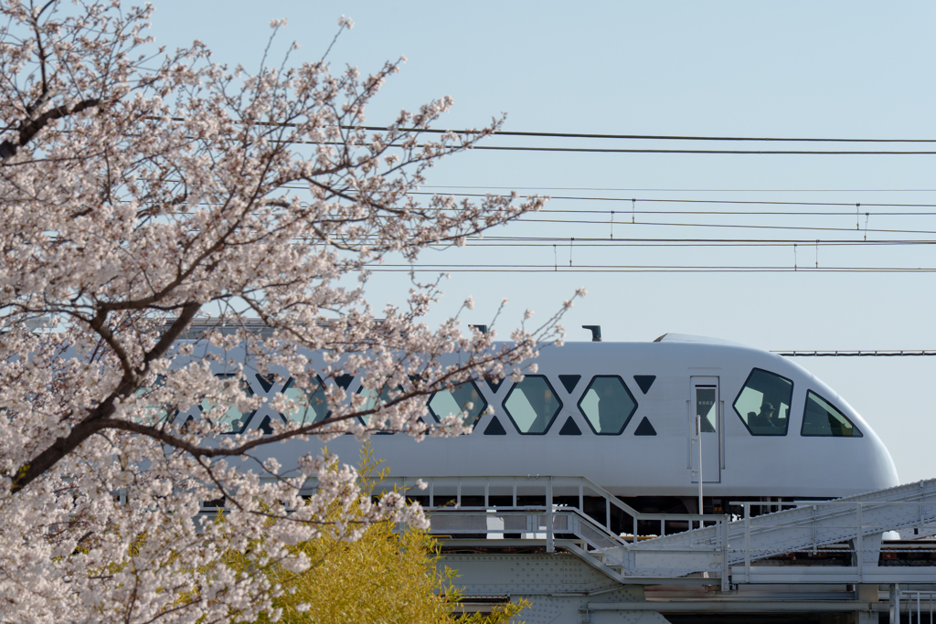 桜と東武特急