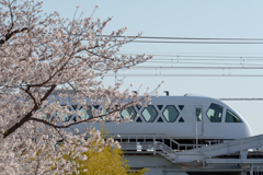 桜と東武特急