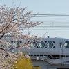 桜と東武特急