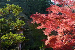 秋の成田山公園