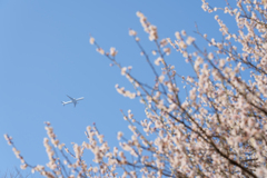 梅の木と飛行機