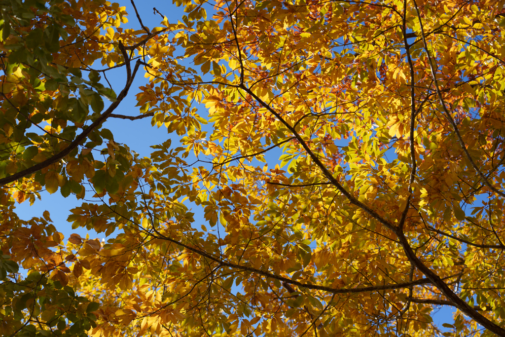 秋の大沼国定公園
