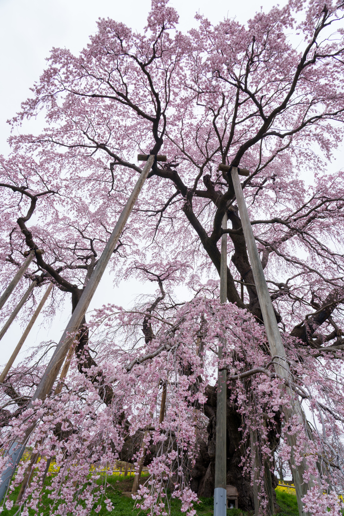 三春滝桜