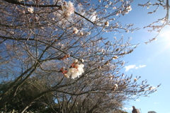 冬桜？