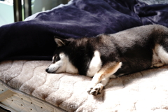 ボクは眠くて仕方ないんだ