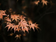 夜のもみじ