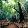 竹林の小径