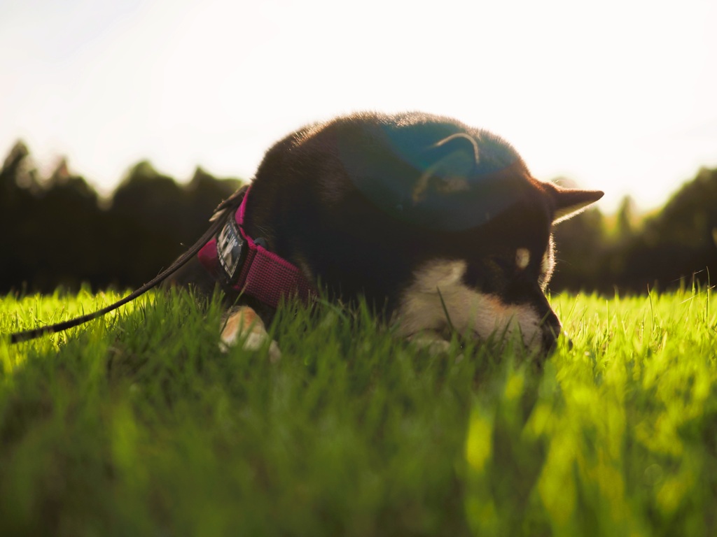 ボクは眠くなってしまったよ