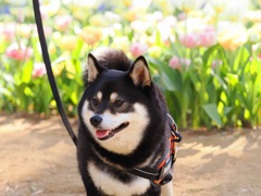 ひたち海浜公園　春