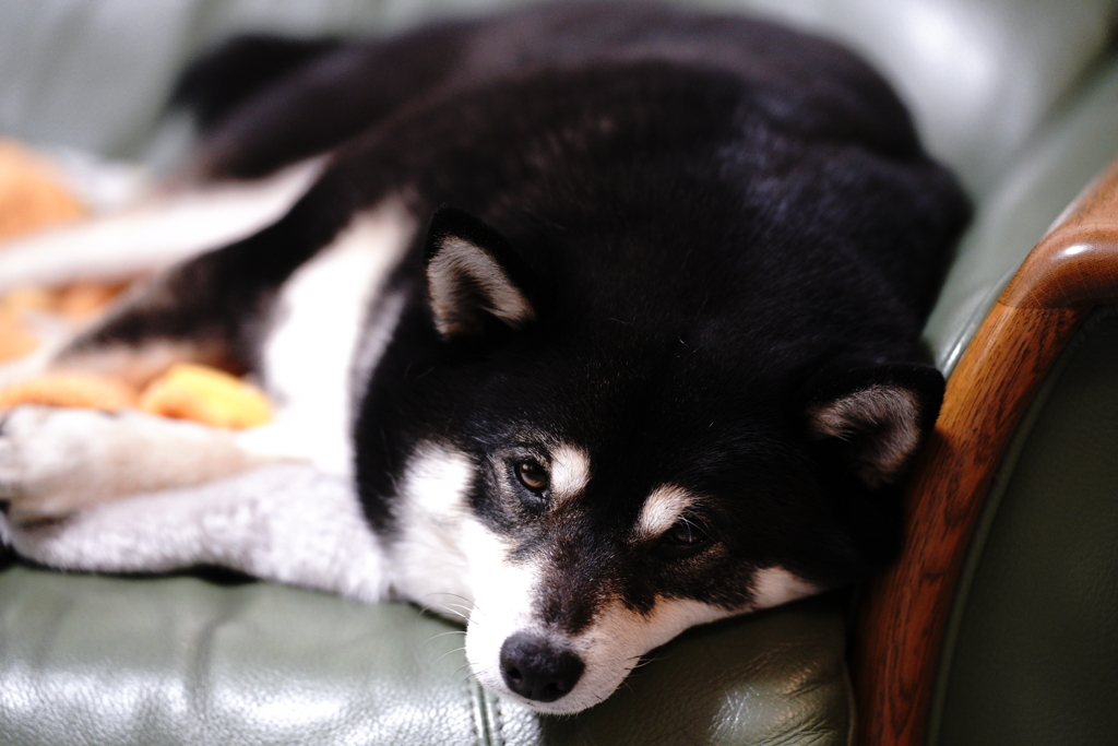 眠れないんだけど