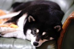 眠れないんだけど