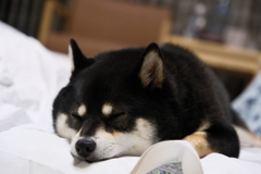 おまんじゅう