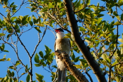 鳴くオナガ