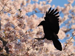 桜とカラス