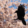 桜とカラス