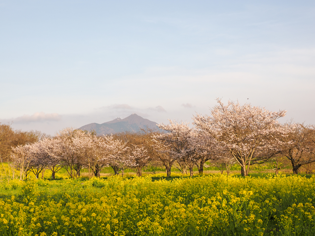 菜の花と桜と筑波山