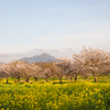 菜の花と桜と筑波山