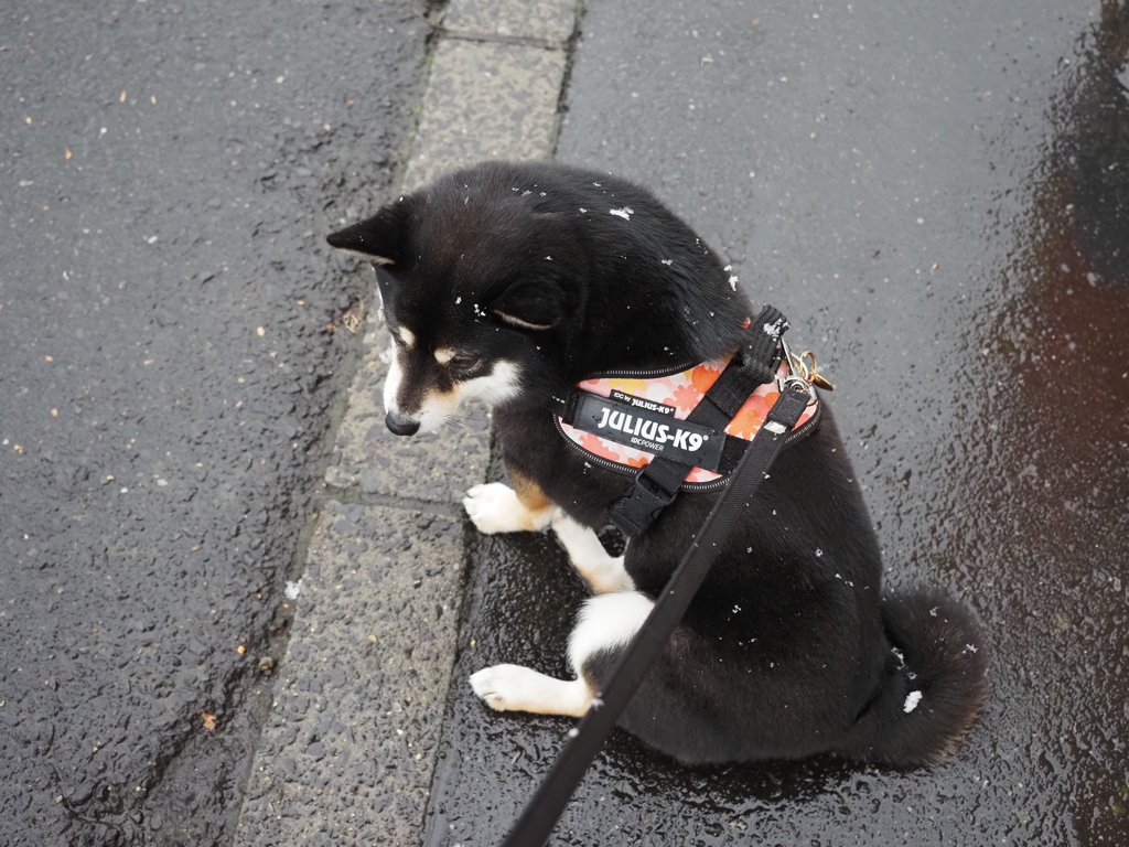 雪はイヤだ