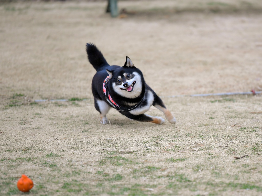 クマちゃん大好き