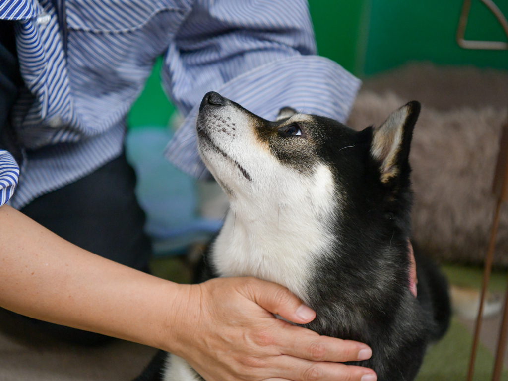 やっぱり母ちゃんには甘えたい