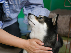 やっぱり母ちゃんには甘えたい