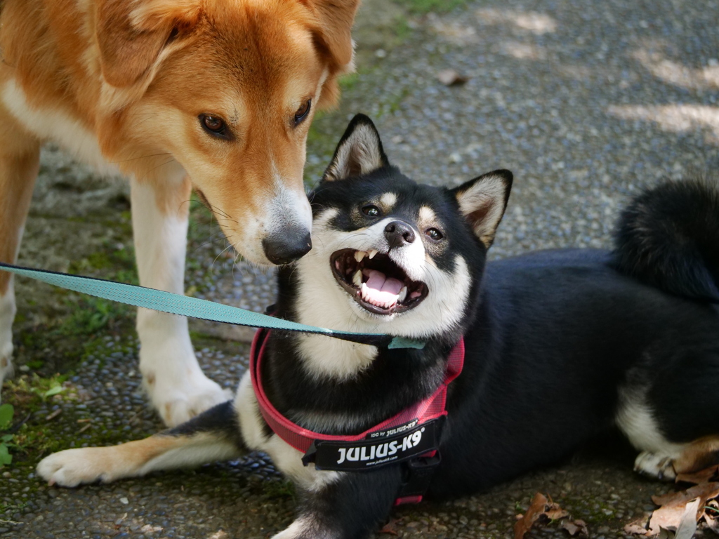 古い写真　ボクの友だちだよ