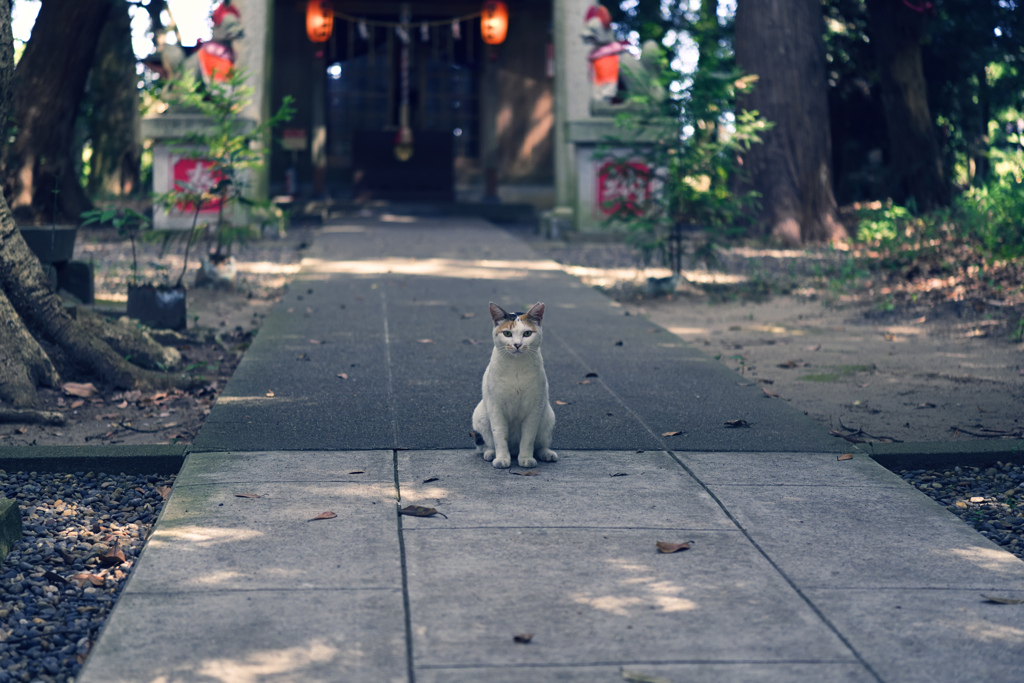 息栖神社　猫の出迎え