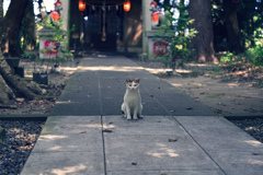 息栖神社　猫の出迎え