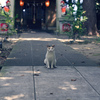 息栖神社　猫の出迎え