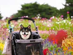 お花畑と柴犬