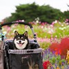 お花畑と柴犬