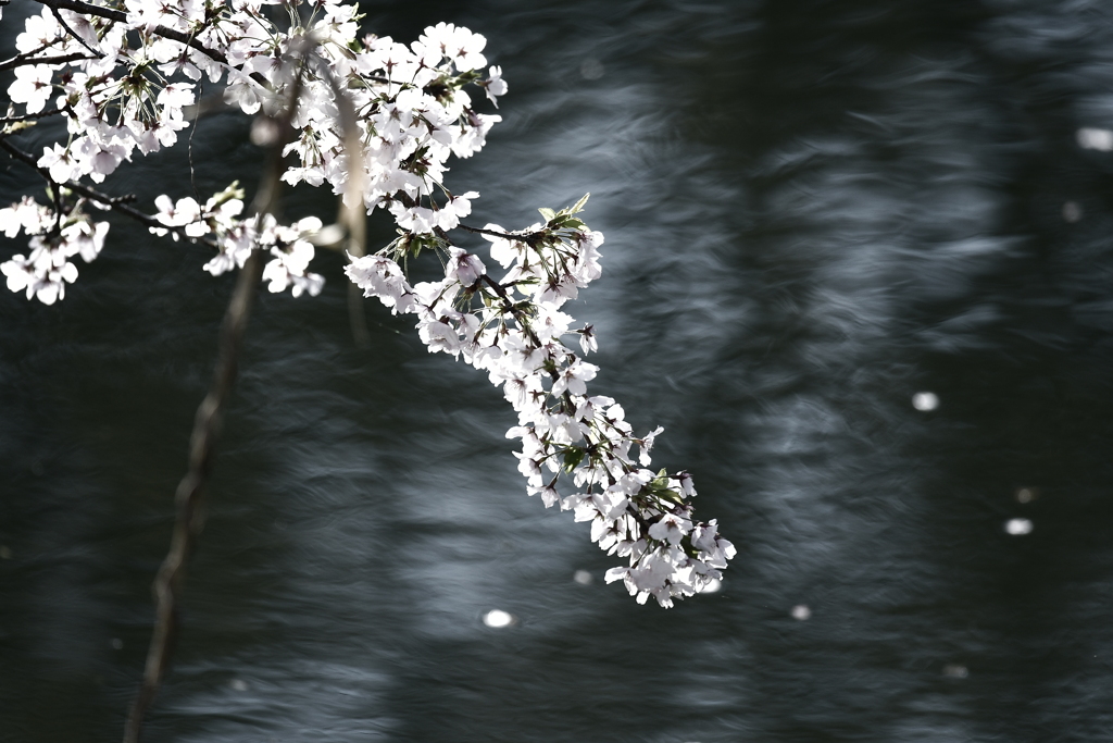 水際の花