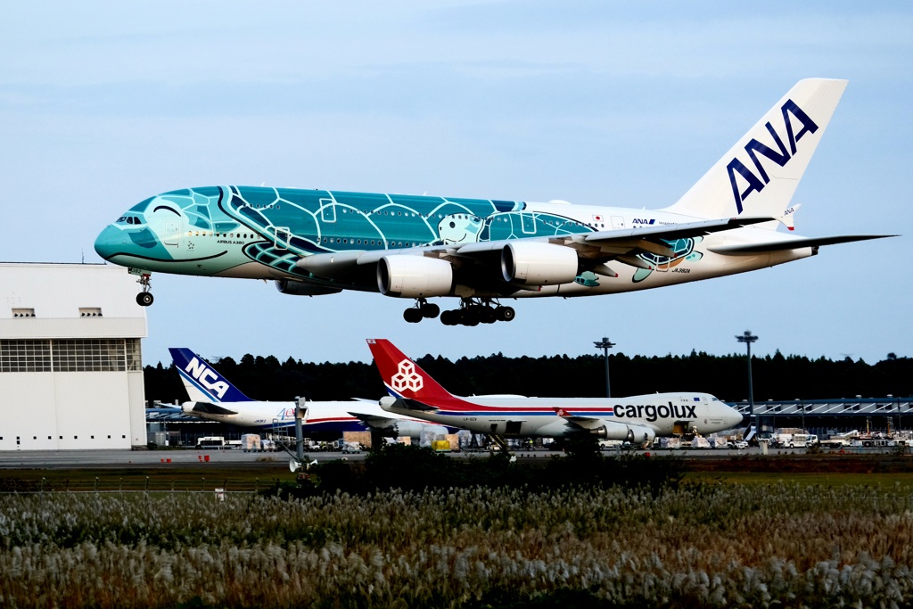 空飛ぶウミガメ