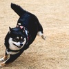 ジャックナイフターン