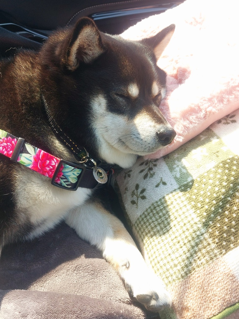 ついたらおこしてね