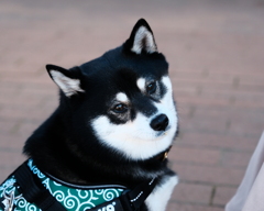 澄んだ瞳で何を願う