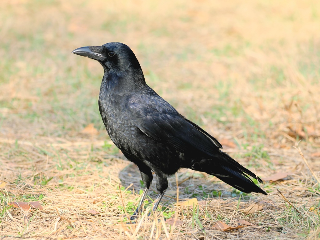 公園のカラス