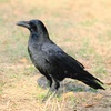 公園のカラス