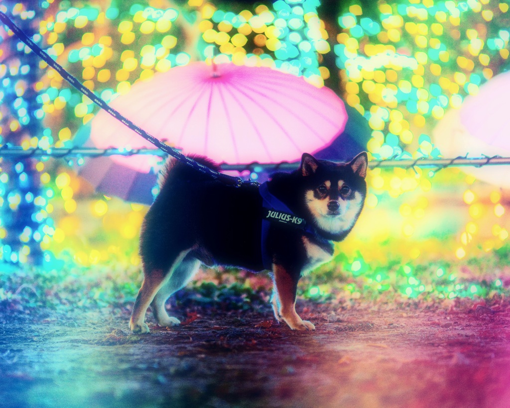 イルミネーション