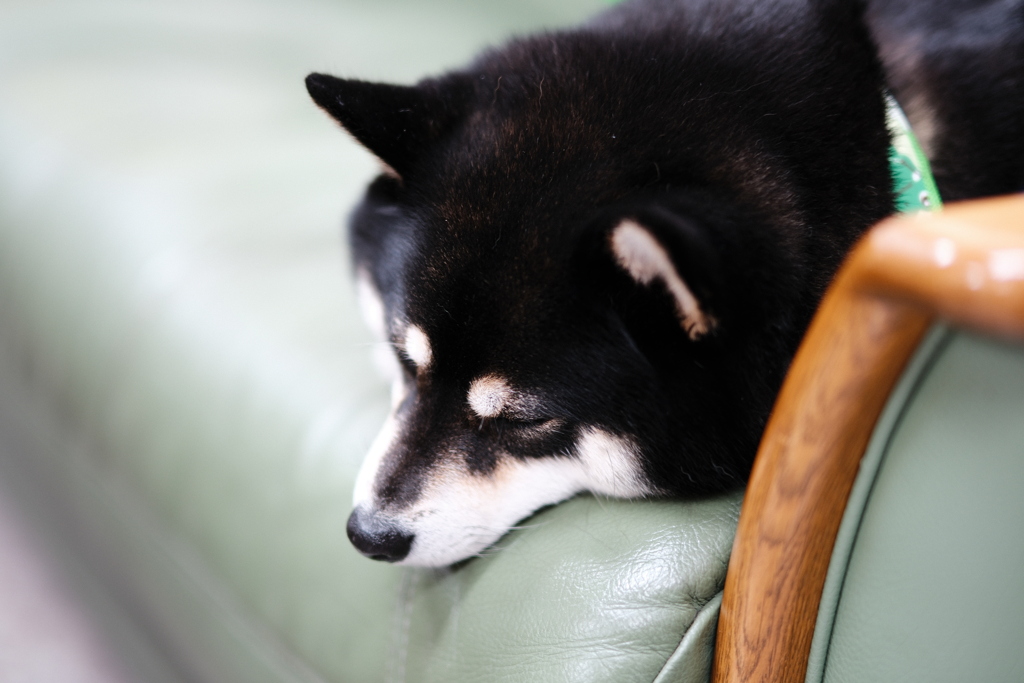 眠くなっちゃった
