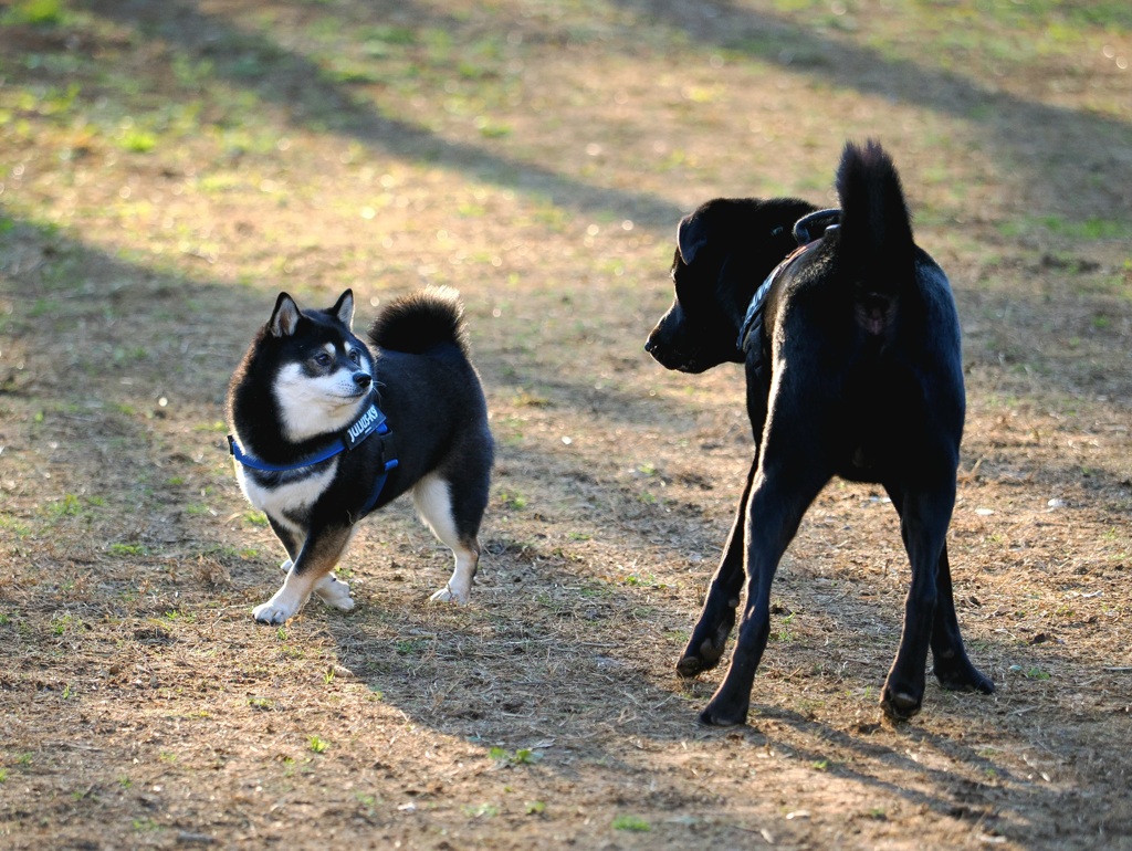 ボク、間に合ってます